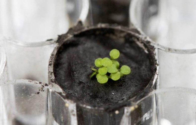 The plant species Arabidopsis thaliana is seen sprouting at a University of Florida laboratory