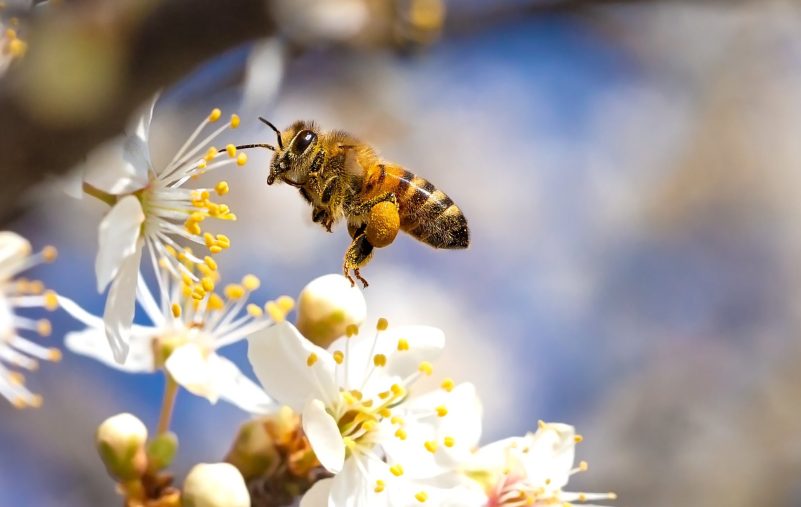 دراسة النحل مؤشر موثوق لاختبار صحة المنظومة البيئية